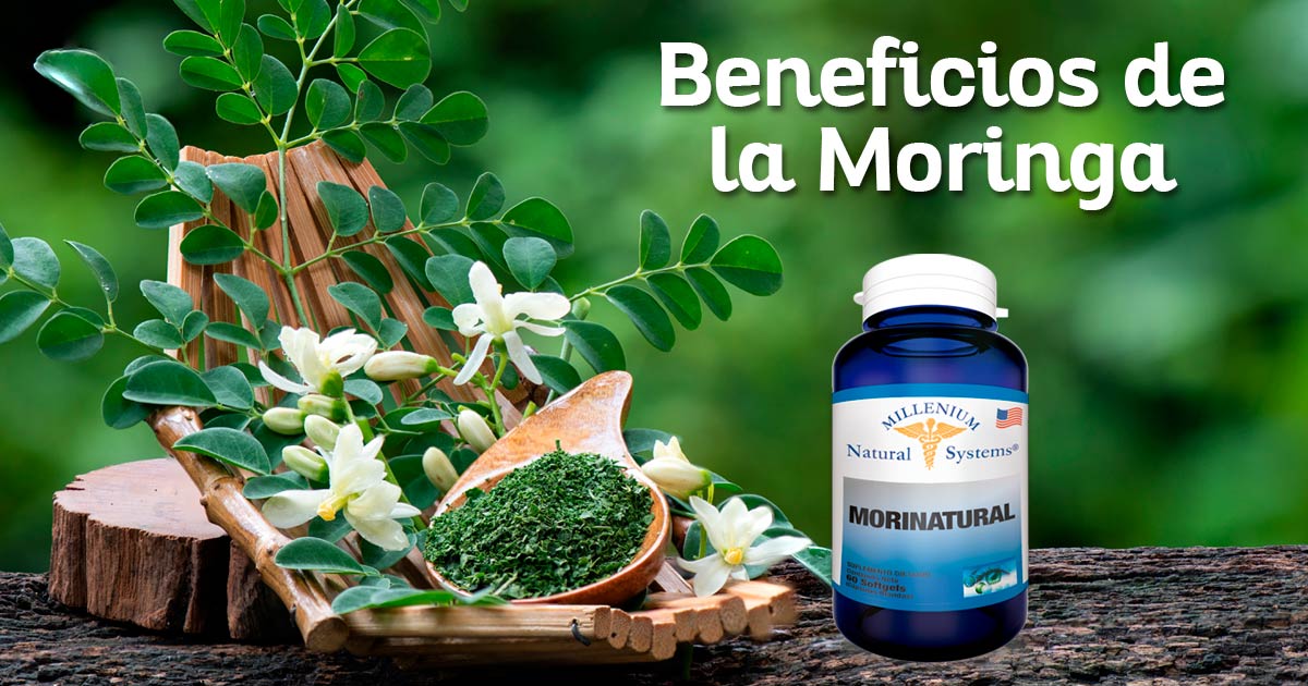 Beneficios De La Moringa - Millenium Natural Systems