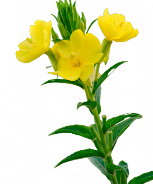 FLOR-DE-ONAGRA FLOR-DE-ONAGRA